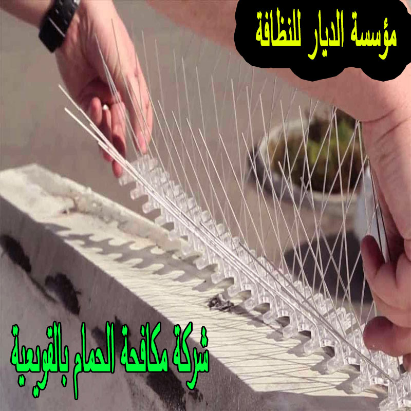 شركة مكافحة الحمام بالقويعية