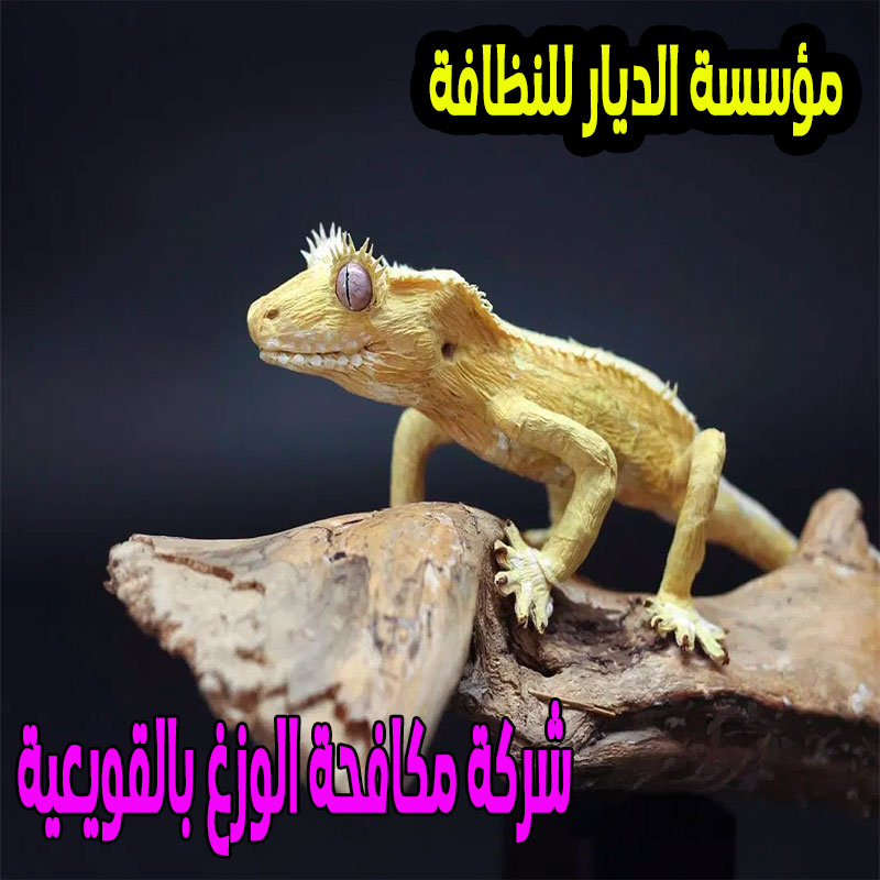 شركة مكافحة الوزغ بالقويعية