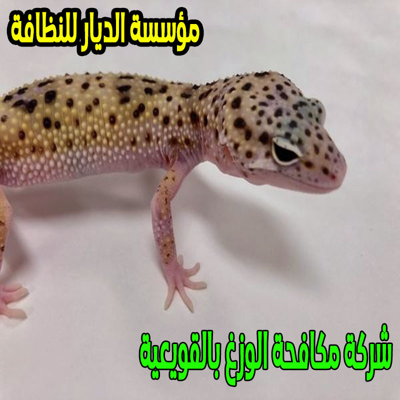 شركة مكافحة الوزغ بالقويعية