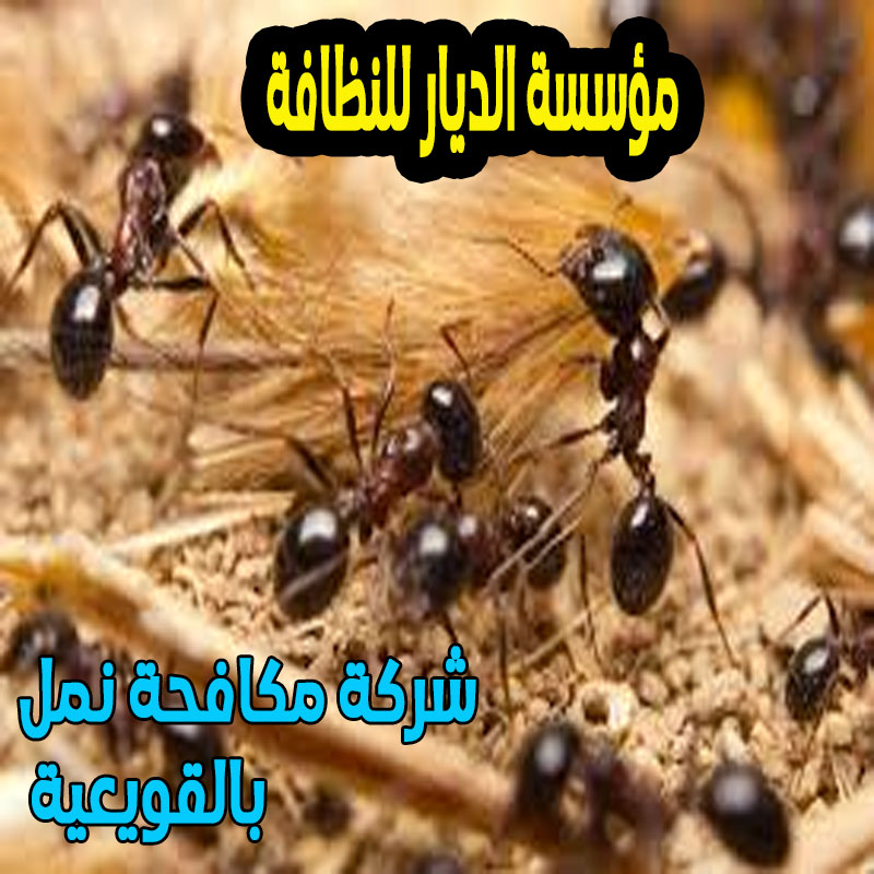 شركة مكافحة نمل بالقويعية