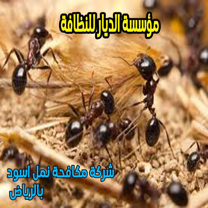 شركة مكافحة نمل اسود بالرياض