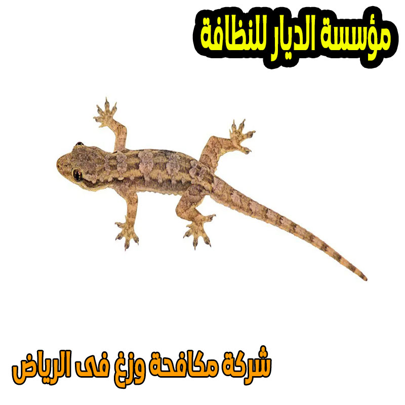 شركة مكافحة وزغ فى الرياض